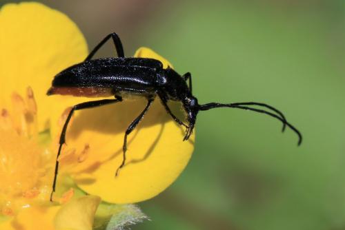 Rutpela nigra